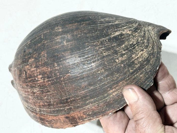 appui-tête - ku - Île de Yapen - Papouasie-Occidentale (Sans, Antiek en Kunst, Kunst | Niet-Westerse kunst