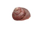 Taylors star shell >>F+++ Squelette - Bolma tayloriana mit, Nieuw