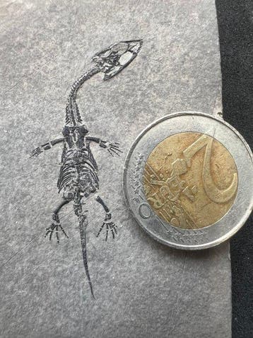Zeereptiel - Gefossiliseerd dier - Fossile de Keichousaurus, Collections, Minéraux & Fossiles