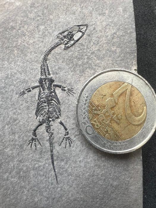 Zeereptiel - Gefossiliseerd dier - Fossile de Keichousaurus, Collections, Minéraux & Fossiles