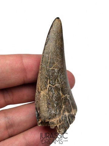 Uitstekende enorme megalosauride cf Afrovenator theropode