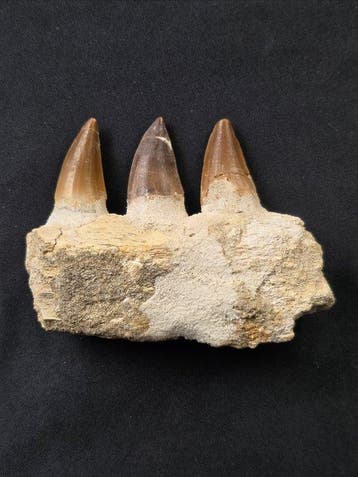 Mosasaurus - Gefossiliseerd dier - Mosasaur jaw from Morocco
