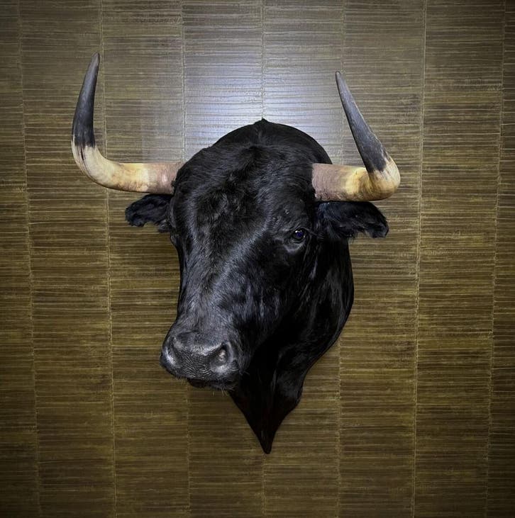 Zwarte Stier Taxidermie Opgezette Dieren By Max, Verzamelen, Dierenverzamelingen, Opgezet dier, Nieuw, Wild dier, Ophalen of Verzenden