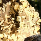Calciet in klauwachtige vorm op basalt – Oude collectie met
