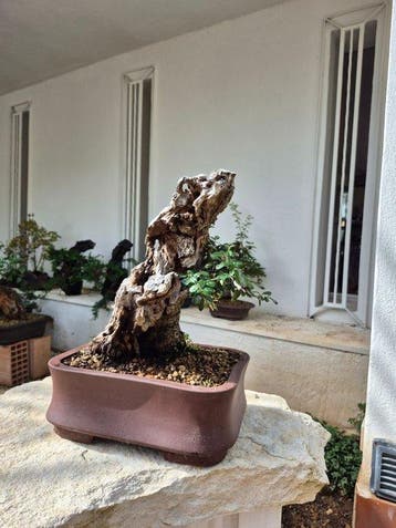 Bonsaï dolivier (Olea sylvestris) - Pièce de collection -