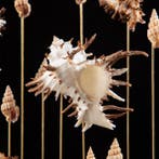 Endive Coquilles de Murex sous dôme en verre ovale - Support