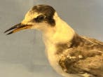 Mignattino Taxidermie volledige montage - Chlidonias niger, Verzamelen, Nieuw