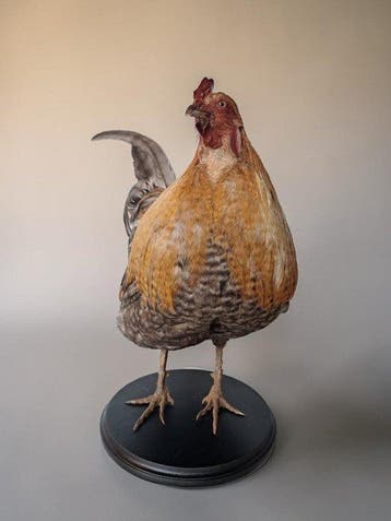 Oui Support de corps entier pour taxidermie - Gallus gallus, Antiquités & Art
