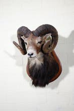 Large Mouflon head-mount Taxidermie wandmontage - Ovis a.