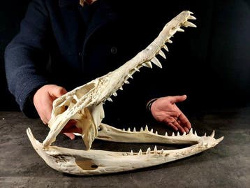 enorme krokodillenschedel Taxidermie volledige montage -, Verzamelen, Nieuw