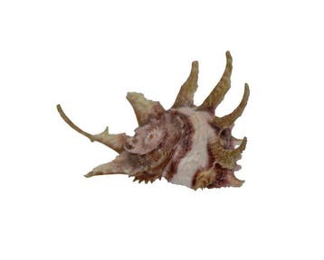 Angaria delphinus (48mm) - Zeldzaam GROTE MAAT -, Verzamelen, Nieuw