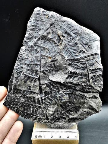 Varen - Gefossiliseerde plant - Lobatopteris miltoni (Artis, Collections