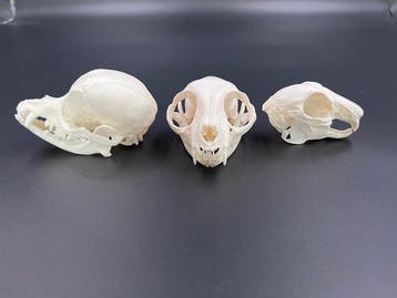hond, kat, konijn Schedel van een zoogdier - Chihuahua,, Collections, Collections Animaux