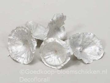 Golden Mushroom White Pearl Paddenstoel 250 gram, Nieuw