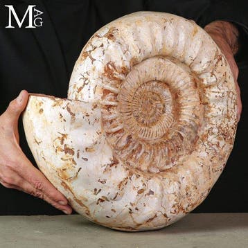 Antieke gastropode gefossiliseerde schelp van, Collections, Minéraux & Fossiles