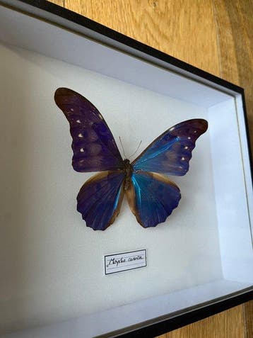Papillon Support de corps entier pour taxidermie - Morpho