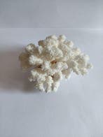 Koraal Koraal - Branche de corail blanc unique - Acropora, Antiek en Kunst