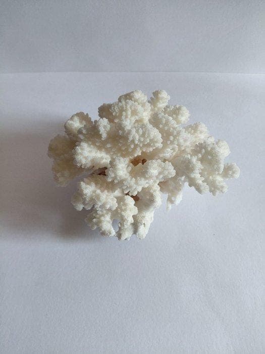 Koraal Koraal - Branche de corail blanc unique - Acropora, Antiek en Kunst, Curiosa en Brocante