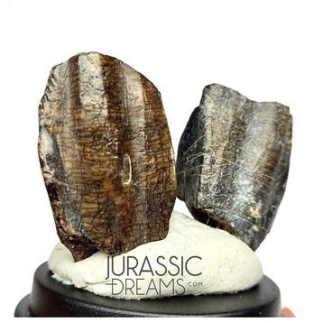 Set van 2 enorme Ouranosaurus nigeriensis basale