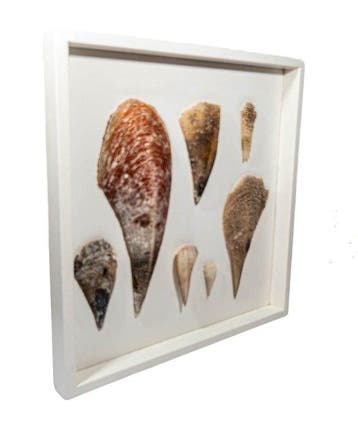 Stekschelpen  wandbeeld  Taxidermie wandmontage -, Nieuw