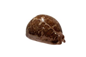 Zeldzame Landkaartkauri (Cypraea mappa) | Verzamelaarsobject, Nieuw