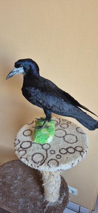 Corbeau freux - Support mural pour taxidermie - Corvus
