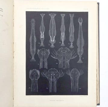 Gardiner - The Fauna and Geography of the Maldive and