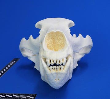 REPLIKA Crâne de grizzly Crâne - Ursus arctos - 27 cm - 18.5, Collections, Collections Animaux