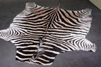 Plains Zebra Skin with Head Gewei - Equus quagga - 240 cm -, Verzamelen, Dierenverzamelingen, Nieuw