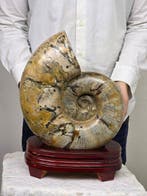 Ammoniet - Gefossiliseerd dier - Huge Ammonite Fossil, Collections