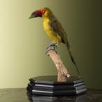 Goudtoekan Taxidermie Opgezette Dieren By Max, Ophalen of Verzenden, Nieuw, Vogel, Opgezet dier