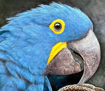 AniB. - Hello There — Hyacinth Macaw, Antiek en Kunst