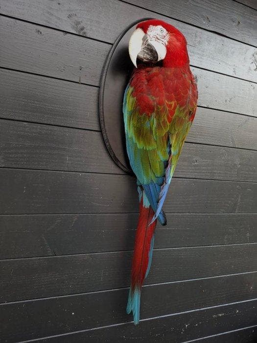 Wandbeugel Ara chloropterus Taxidermie volledige montage -, Collections, Collections Animaux