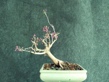bonsai Callicarpa japonica - Hoogte (boom): 26 cm - Diepte