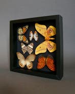 Papillon de nuit Support de corps entier pour taxidermie -, Antiquités & Art