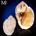 Prachtig Madagascar-verzamelstuk – Harpa major - Hoogte: 120