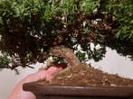 XL Juniperus sonare bonsai semi cascade dans un pot à bonsaï