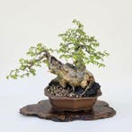 Bonsai van Carpinus - Hoogte (boom): 39 cm - Diepte (boom):