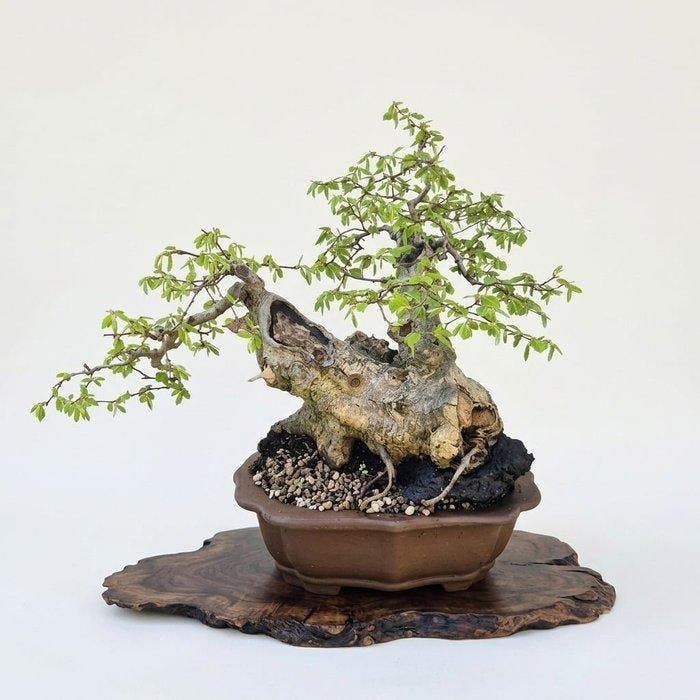 Bonsai van Carpinus - Hoogte (boom): 39 cm - Diepte (boom):, Antiquités & Art, Curiosités & Brocante
