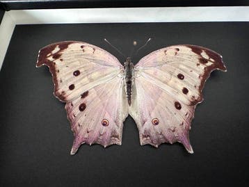 Vlinder Taxidermie volledige montage - Protogoniomorpha