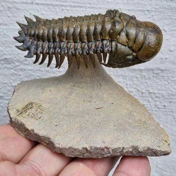 Trilobiet - Gefossiliseerd dier - Crotalocephalina gibbus -