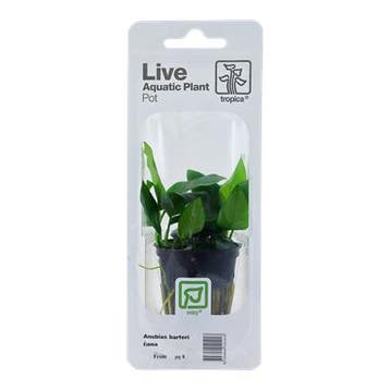 tropica Anubias barteri var. nana (easy), Dieren en Toebehoren, Verzenden, Nieuw