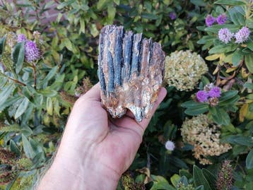 Wolharige mammoet - Fossiele kies - Mammuthus primigenius, Verzamelen, Mineralen en Fossielen