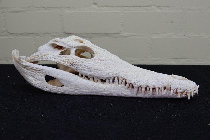 Large Nile Crocodile 38cm! Schedel - Crocodylus niloticus, Verzamelen, Dierenverzamelingen