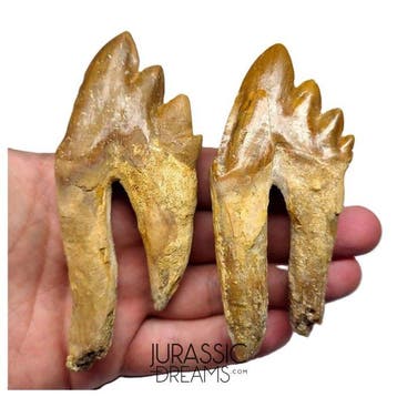 Grote Basilosauride cf. Pappocetus (Walvisvoorvader) Set van