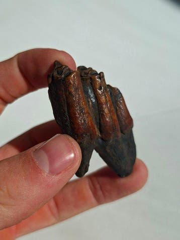 Steppe-wisent - Molaire fossile - Bison priscus MOLAR (Sans