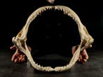 Grand requin Leuca Support de corps entier pour taxidermie -, Collections
