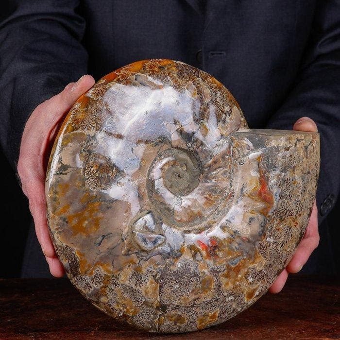 Exclusieve Poolse Cleoniceras - Gefossiliseerde schelp -, Verzamelen, Mineralen en Fossielen