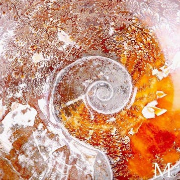 Massief Cleoniceras ammonietfossiel Indrukwekkend fossiel -