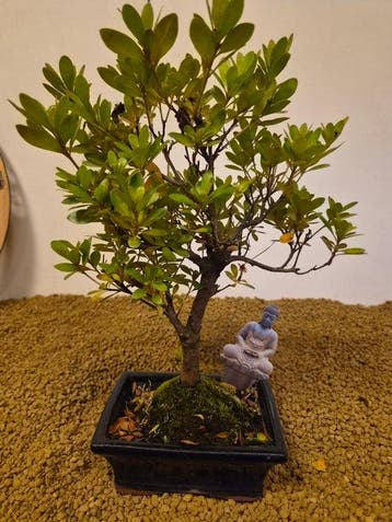 Azalea bonsai (Rhododendron) - Hoogte (boom): 30 cm - Diepte